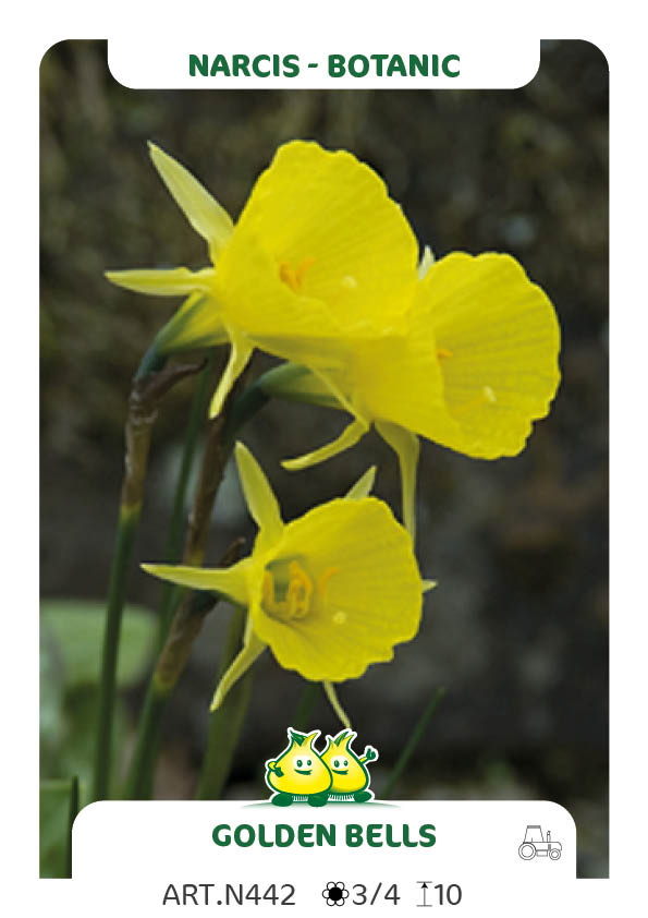 Narcis Bulbocodium Conspicuus Golden Bells