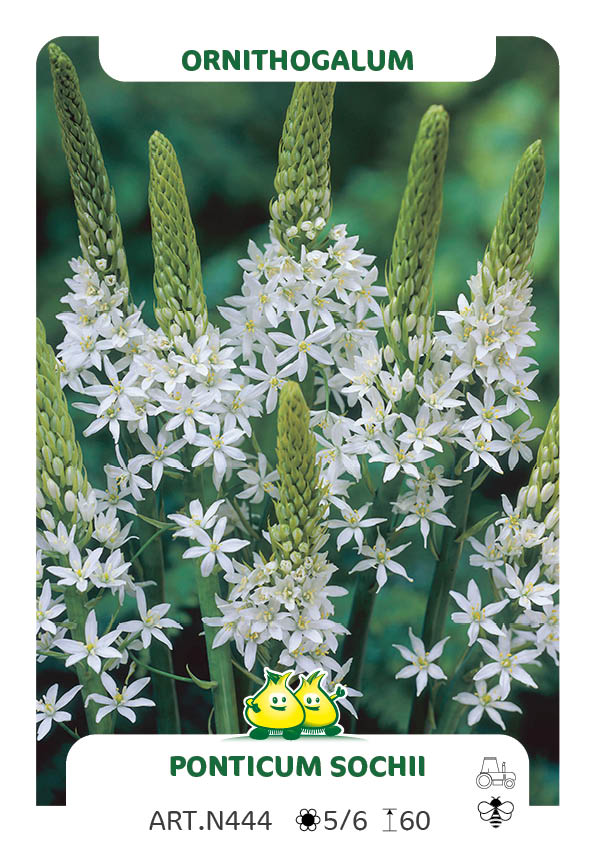 Ornithogalum Ponticum Sochii