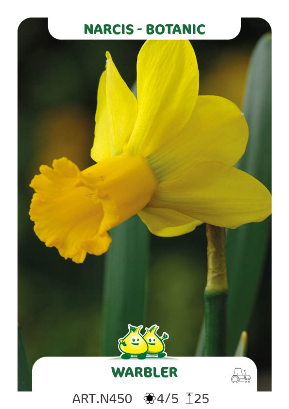 Narcis Warbler