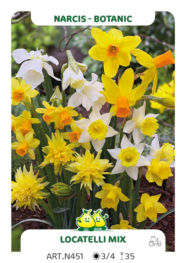 Narcis Botanisch Mix (per velvouden van 100 stuks)