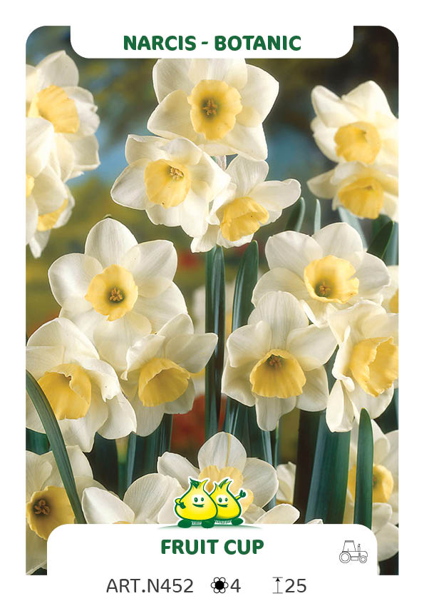 Narcis Fruit Cup