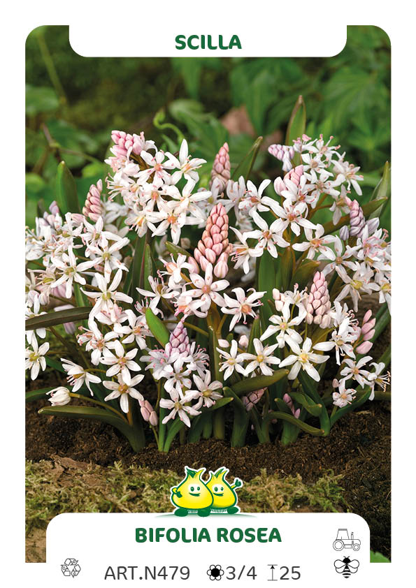 Scilla Biflora Rosea