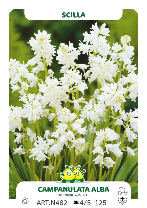 Scilla Campanulata-Hispanica Alba (boshyacint)