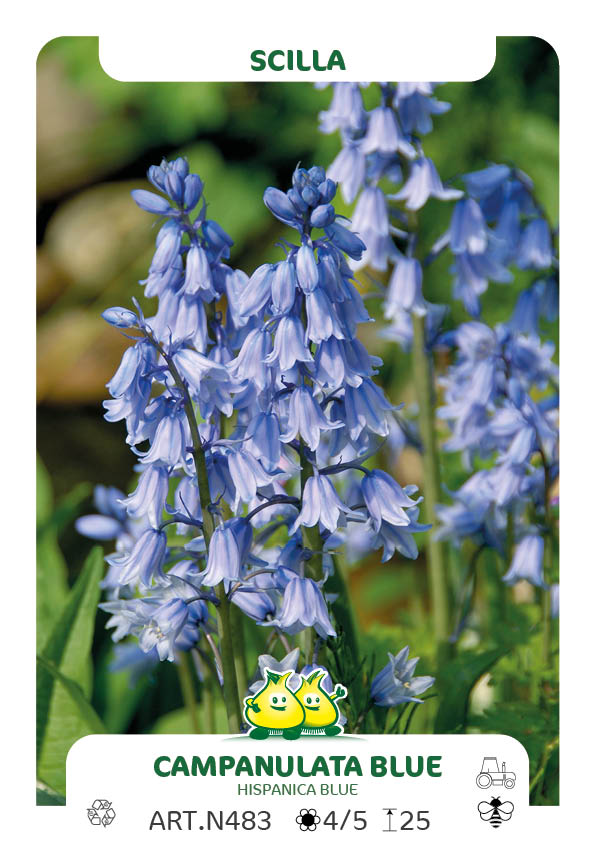 Scilla Campanulata - Hispanica Bleu  (boshyacint)