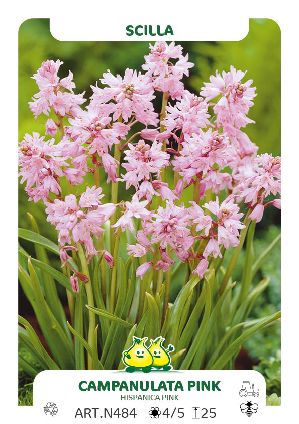 Scilla Campanulata - Hispanica Rosea (boshyacint)