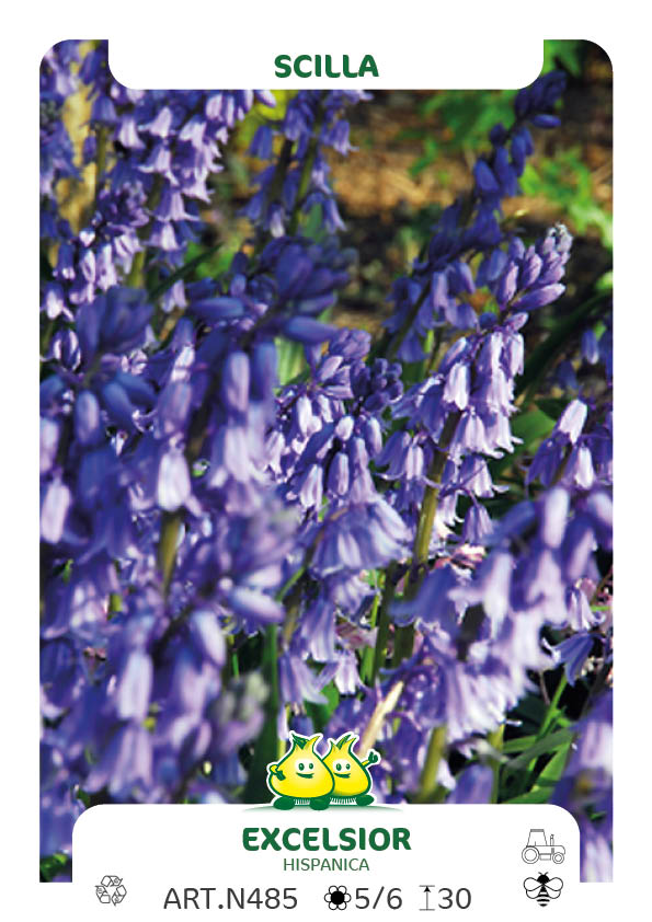 Scilla Hispanica Excelsior (boshyacint)