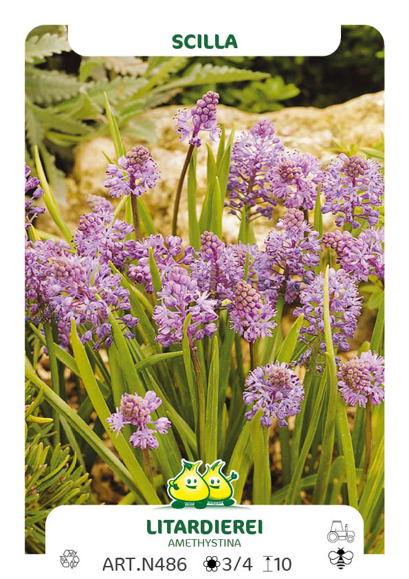 Scilla Litardeii - Amethystina