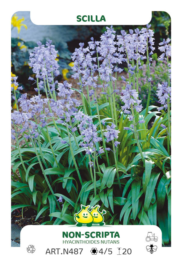 Scilla Non-Scripta (boshyacint)
