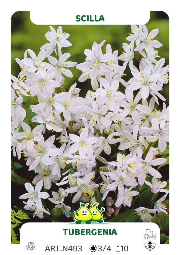 Scilla Tubergeniana - Mischtschenkoana
