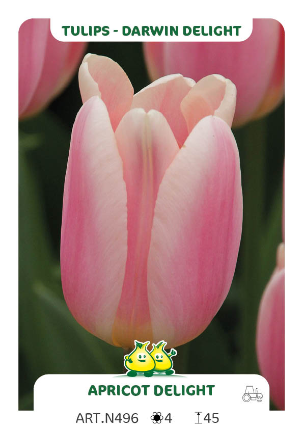 Tulpen Apricot Delight