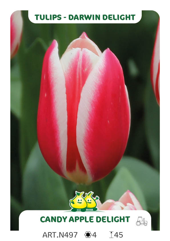 Tulpen Candy Apple Delight
