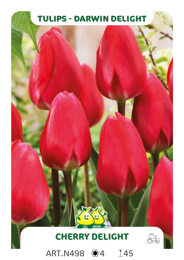 Tulpen Cherry Delight