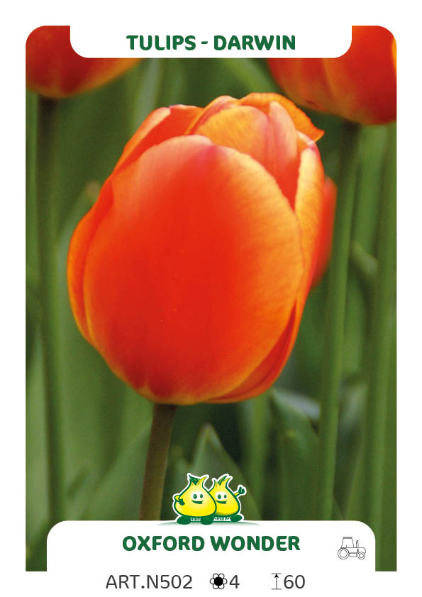 Tulpen Oxford Wonder