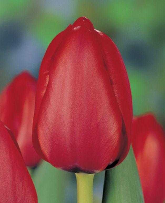 Tulpen Red Impression