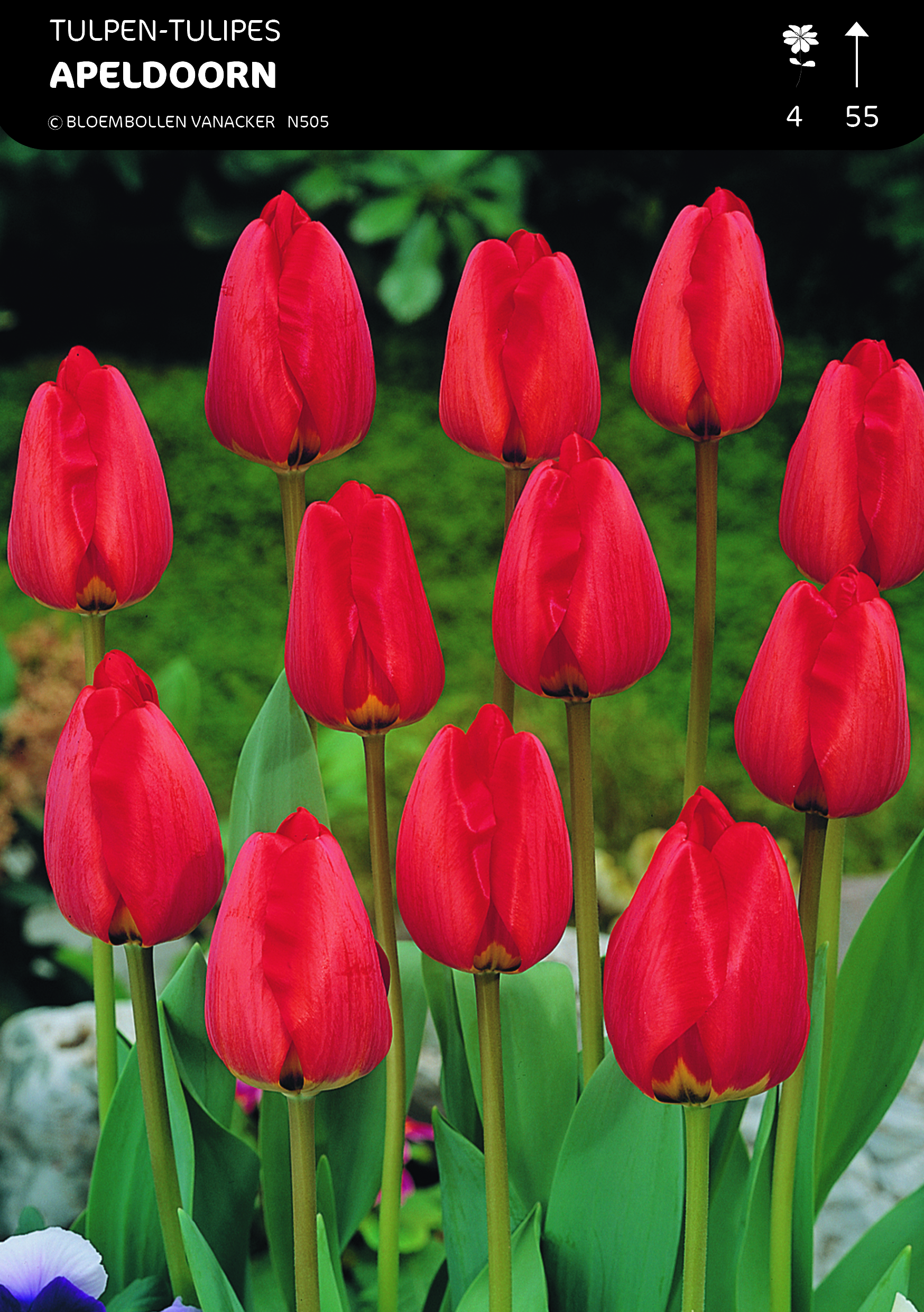 SHOWDOOS TULP DARWIN 5*80