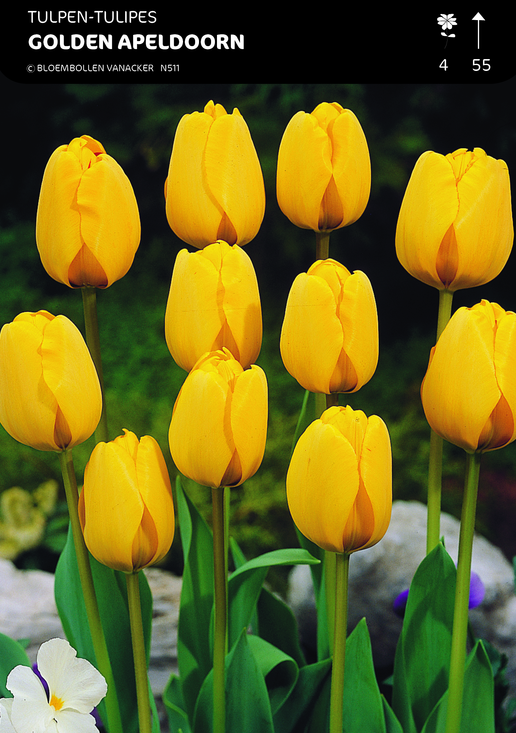 SHOWDOOS TULP DARWIN 5*80