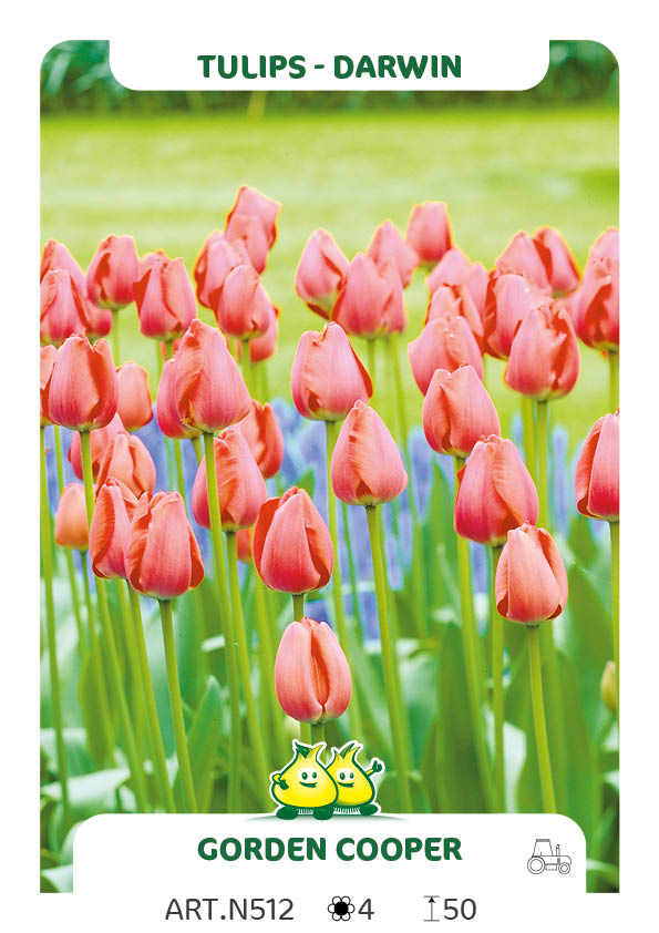 Tulpen Gordon Cooper