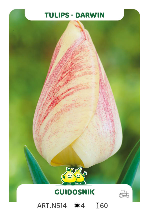 Tulpen Guidosnik