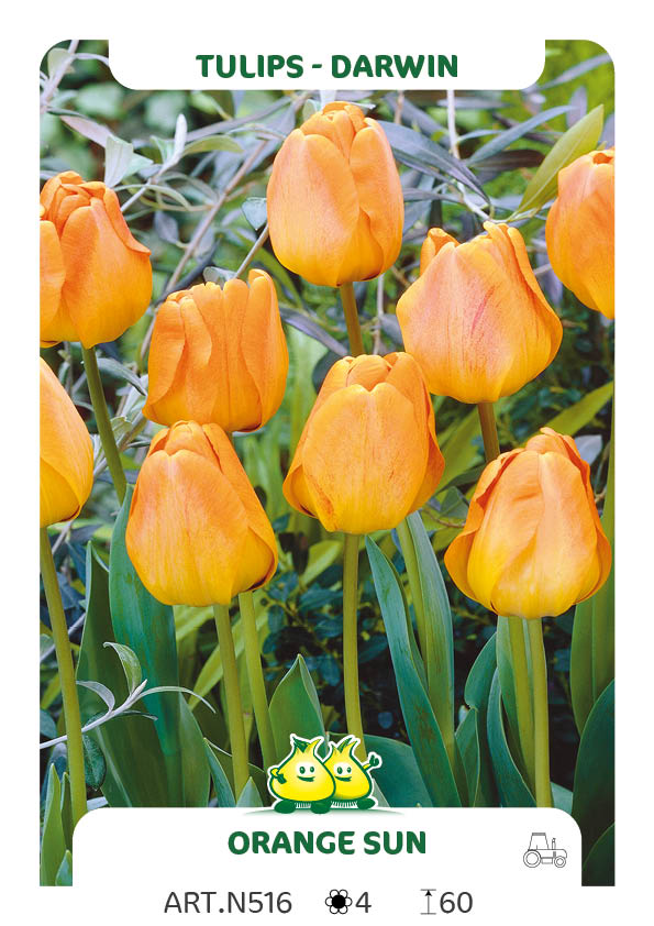 Tulpen Oranjezon
