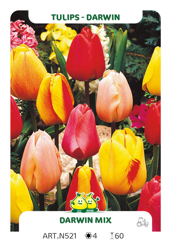 Tulpen Darwin Mix (per veelvouden van 100 stuks)