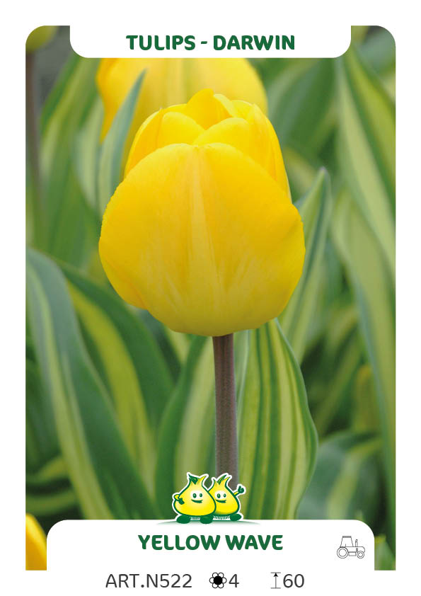 Tulpen Yellow Wave