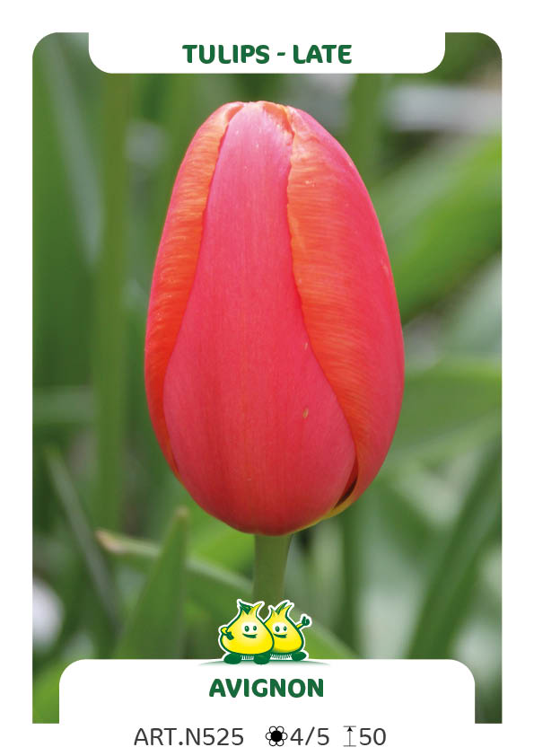 Tulpen Avignon