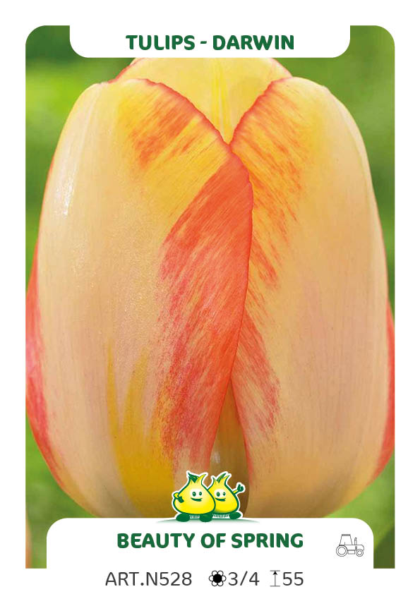 Tulpen Beauty of Spring