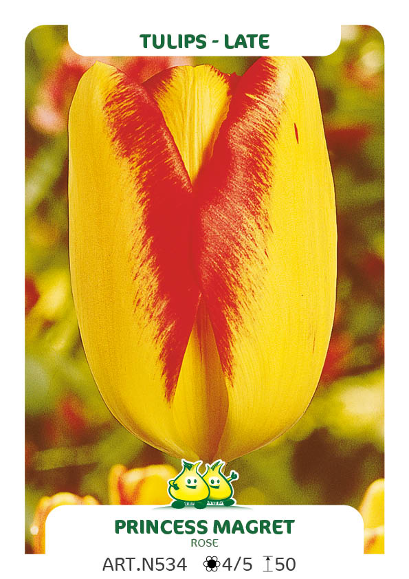 Tulpen Princess Margret Rose