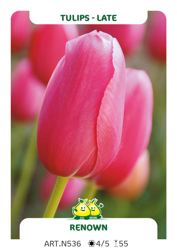 Tulpen Renown