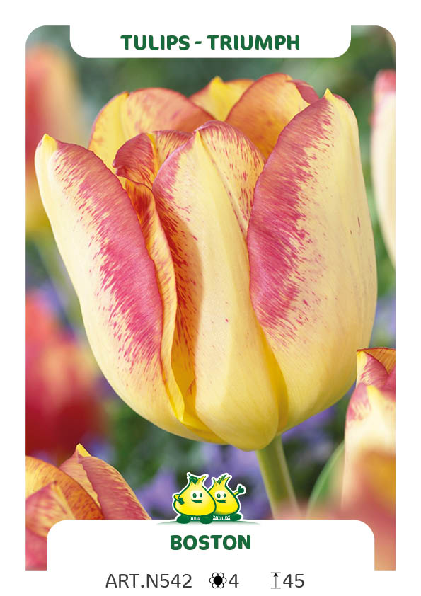 Tulpen Boston
