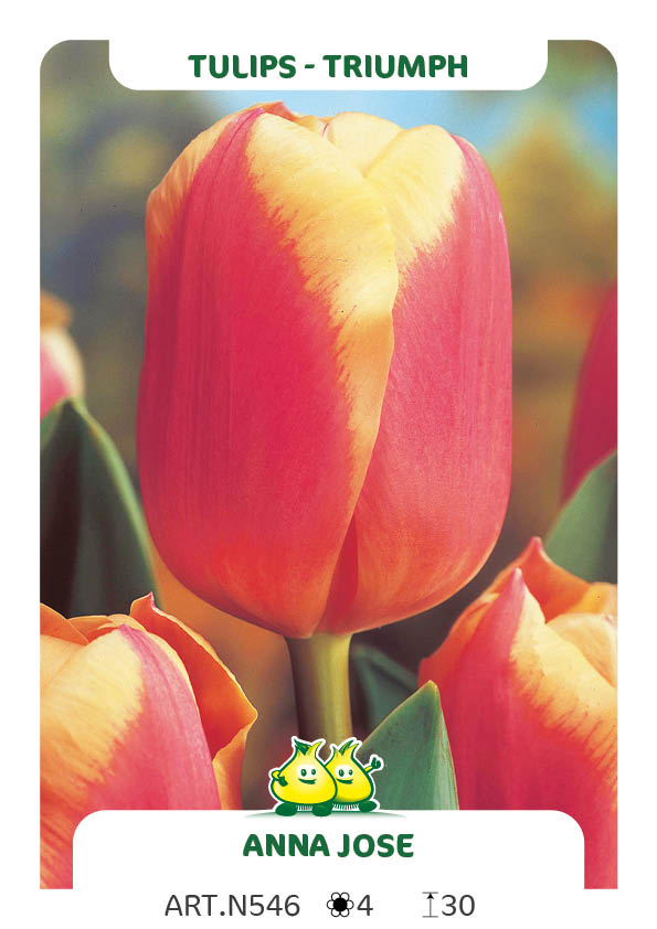 Tulpen Anna José