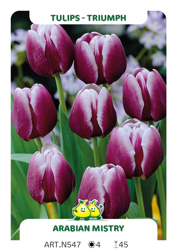 Tulpen Arabian Mistery