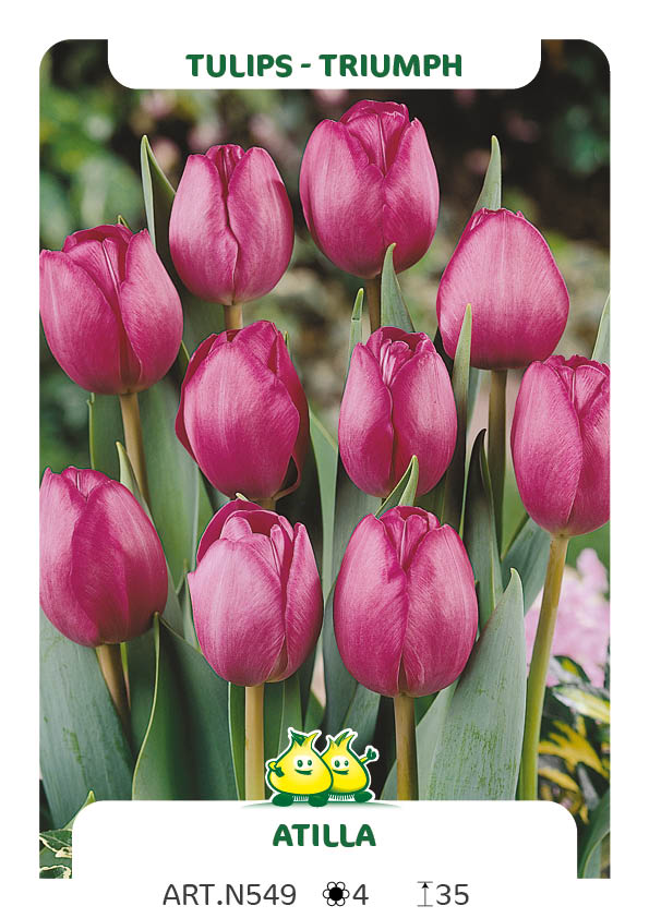 Tulpen Atilla