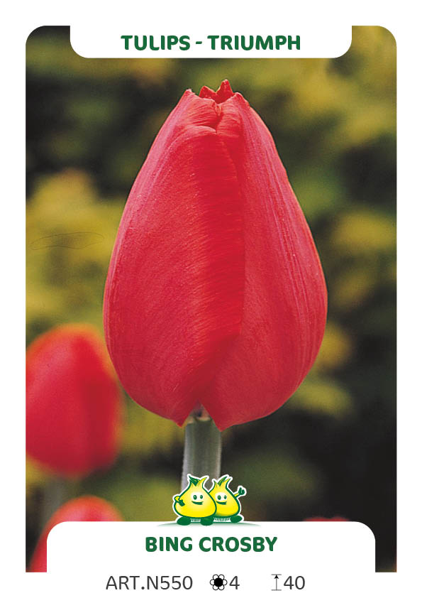 Tulpen Bing Crosby