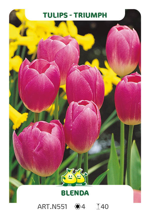 Tulpen Blenda