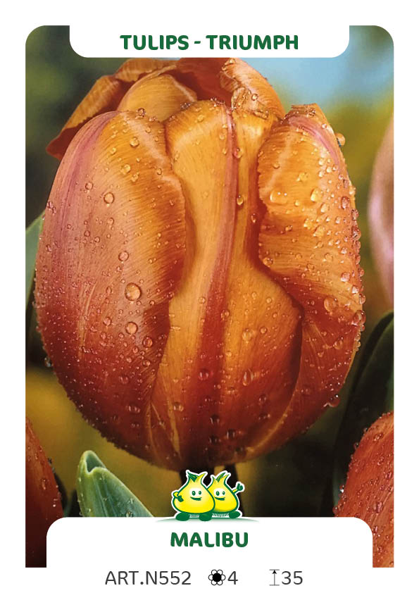 Tulpen Malibu