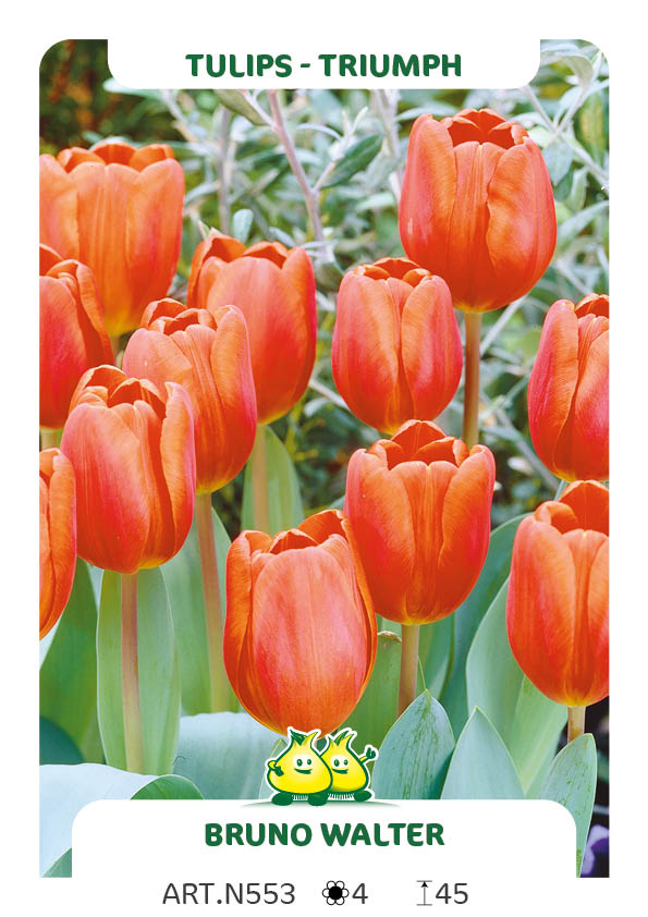 Tulpen Annie Schilder