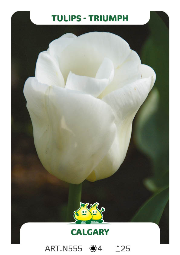Tulpen Calgary