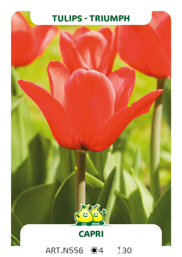 Tulpen Capri