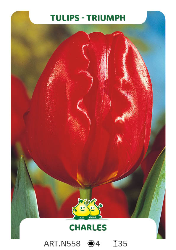 Tulpen Charles