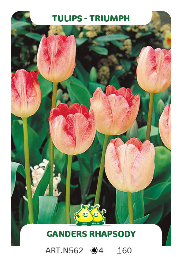 Tulpen Ganders Rhapsody