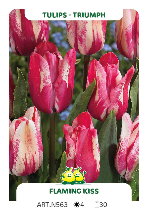 Tulpen Flaming Kiss