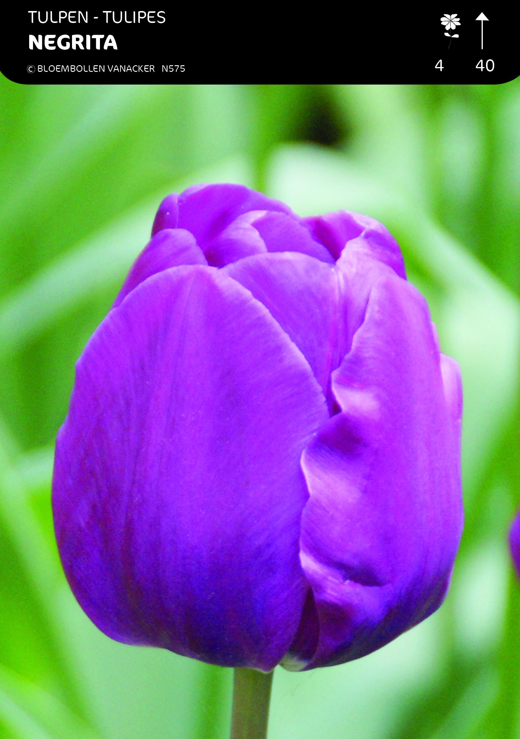 SHOWBOX MOITIÃ‰ TULIPES TRIUMPH 5*50
