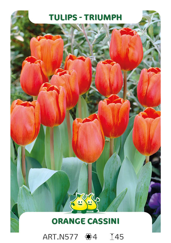 Tulpen Oranje Cassini