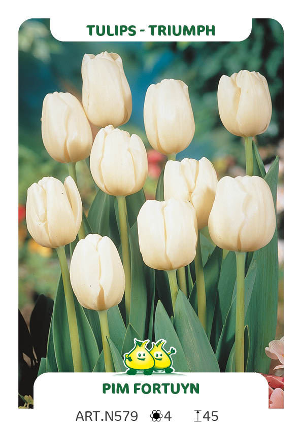 Tulpen Pim Fortuyn