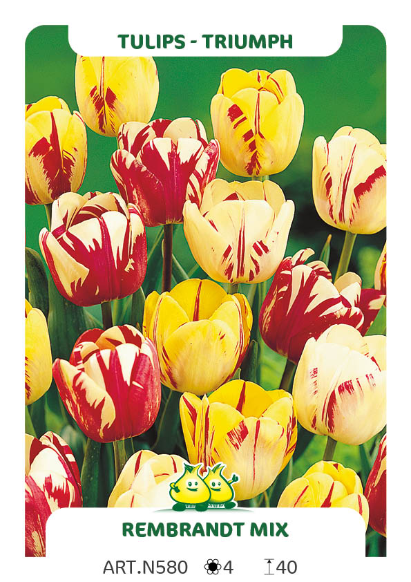 Tulpen Rembrandt Mix (per veelvouden van 100 stuks)