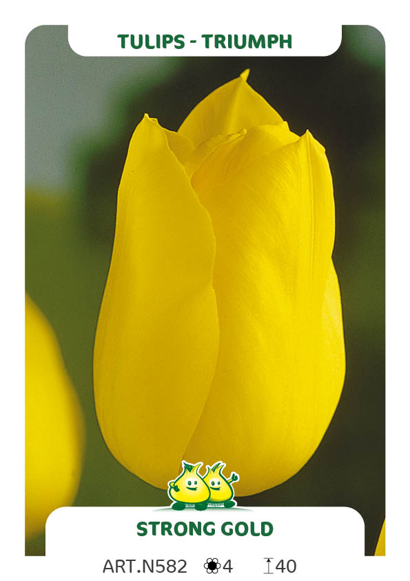 Tulpen Yellow Flight