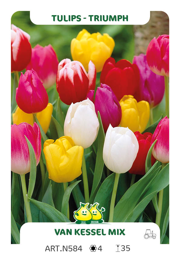 Tulpen Gemengd (par multiples de 100 pièces)