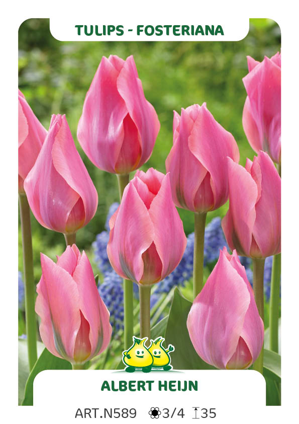Tulpen Albert Heijn