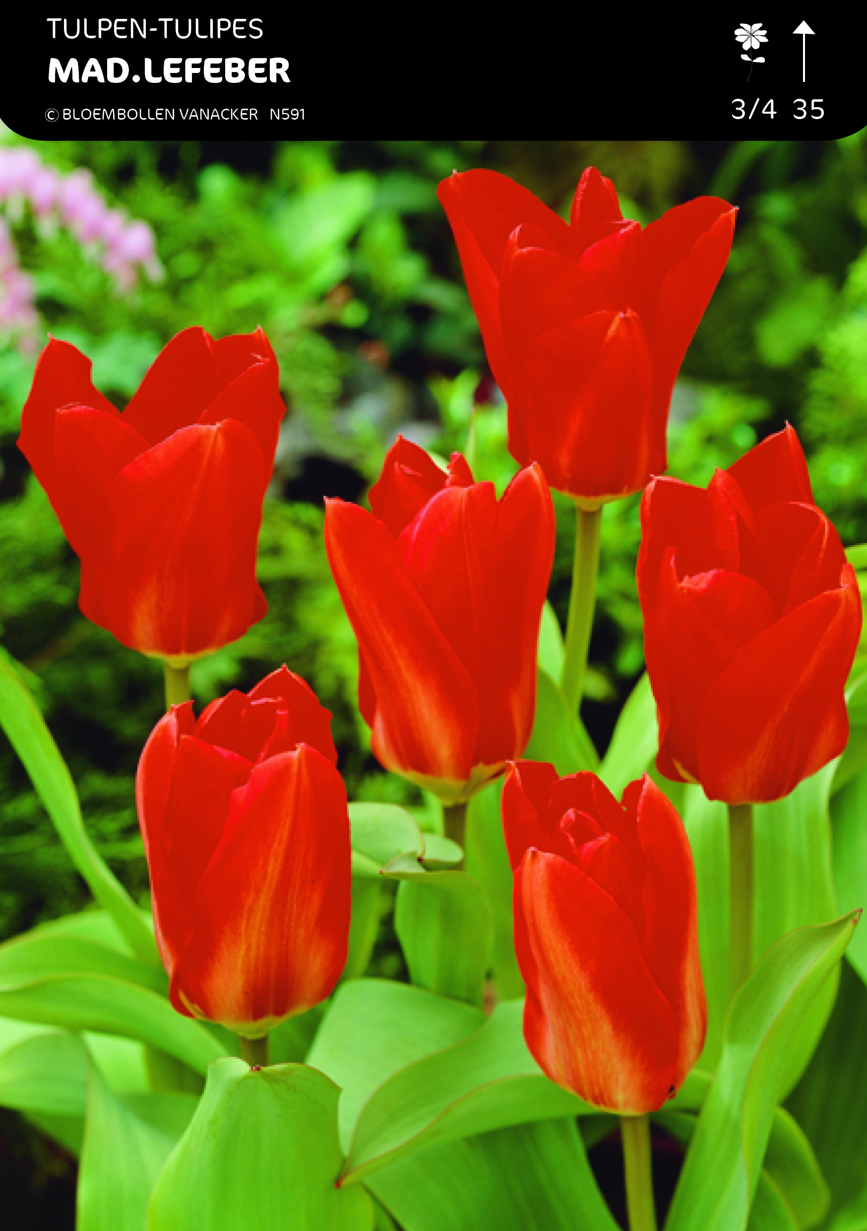 SHOWDOOS TULP FOSTERIANA 5*80